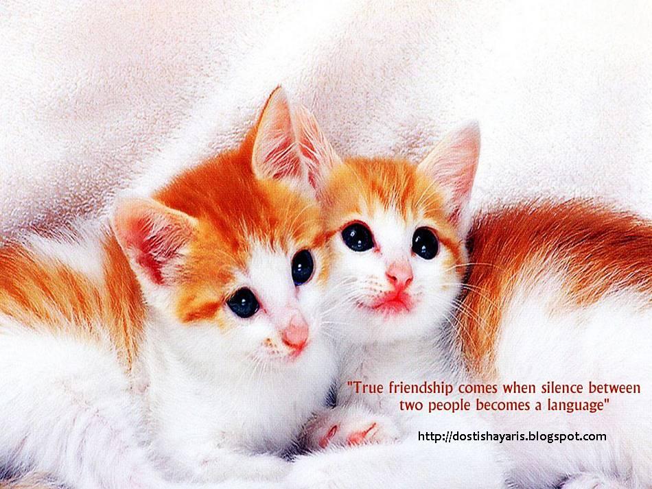 Beautiful Friendship Picture By Victoria Payne Sullivan - Very Cute Cat , HD Wallpaper & Backgrounds