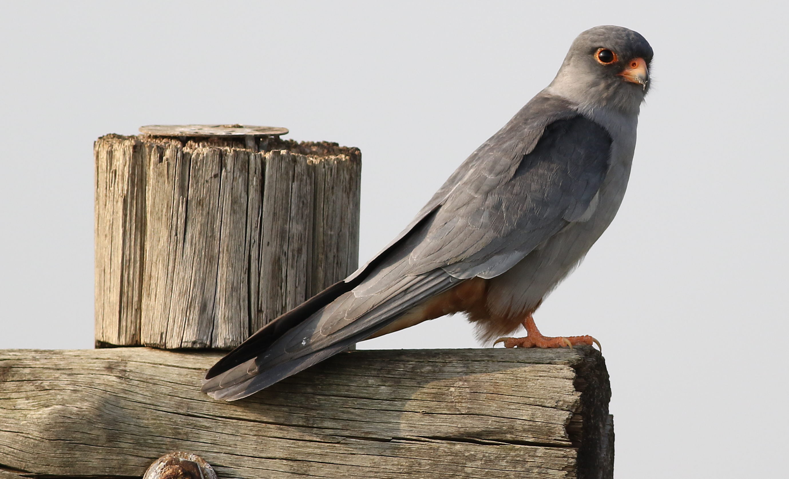 Gray Bird On Brown Wooden Plank, Amur Falcon, Falco, - Stock Dove , HD Wallpaper & Backgrounds