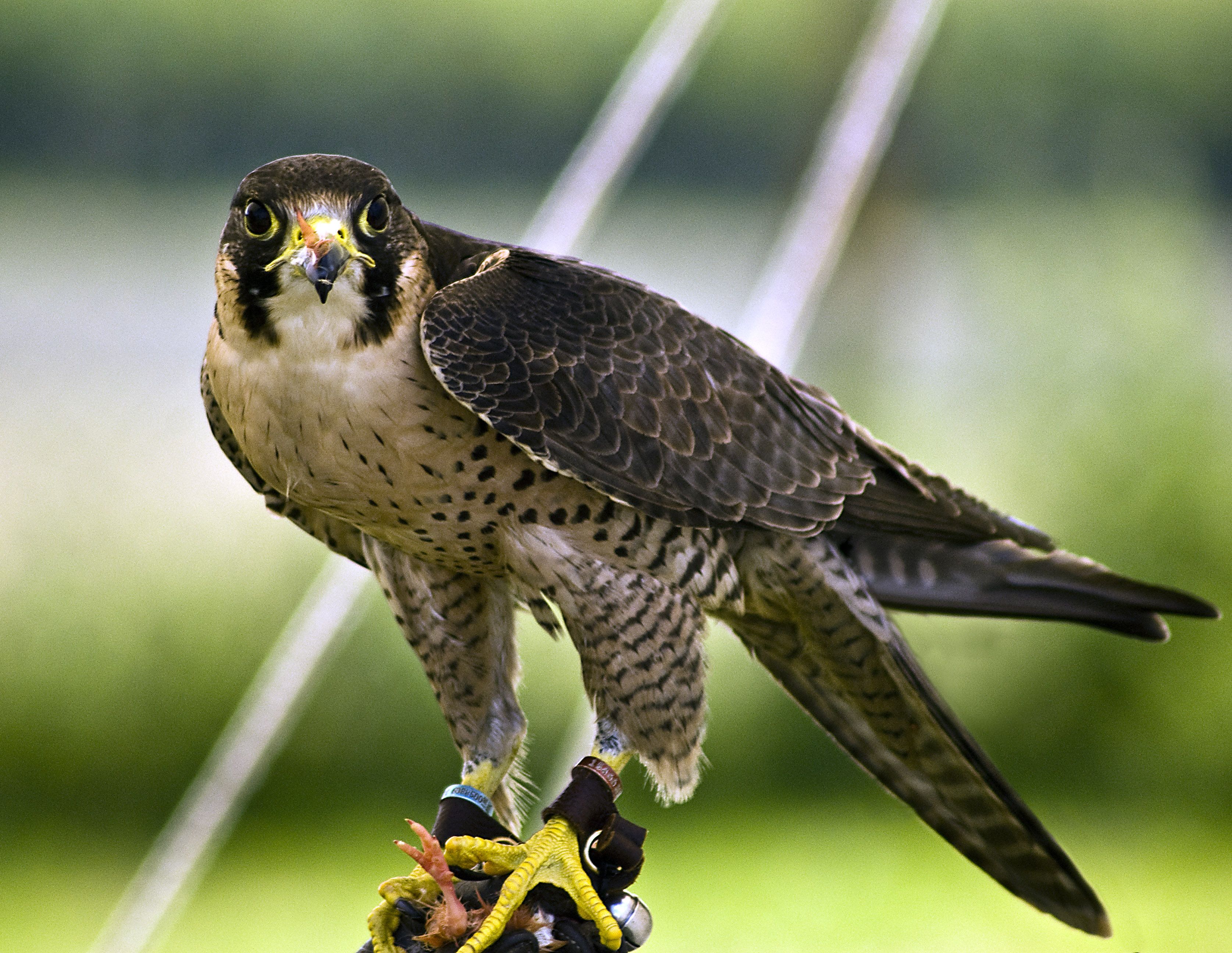 Peregrine Falcon Wallpapers For Iphone - Peregrine Falcon Wallpaper Hd , HD Wallpaper & Backgrounds
