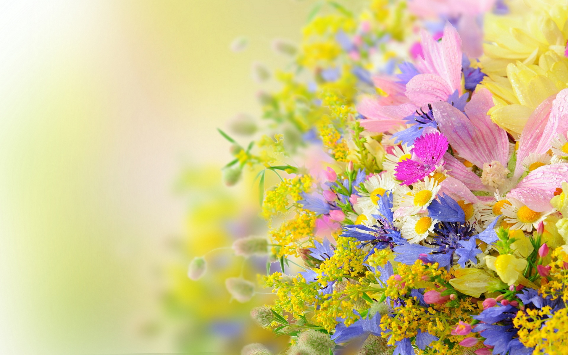 Summer Flowers Background - Summer Flower Wallpaper Hd , HD Wallpaper & Backgrounds