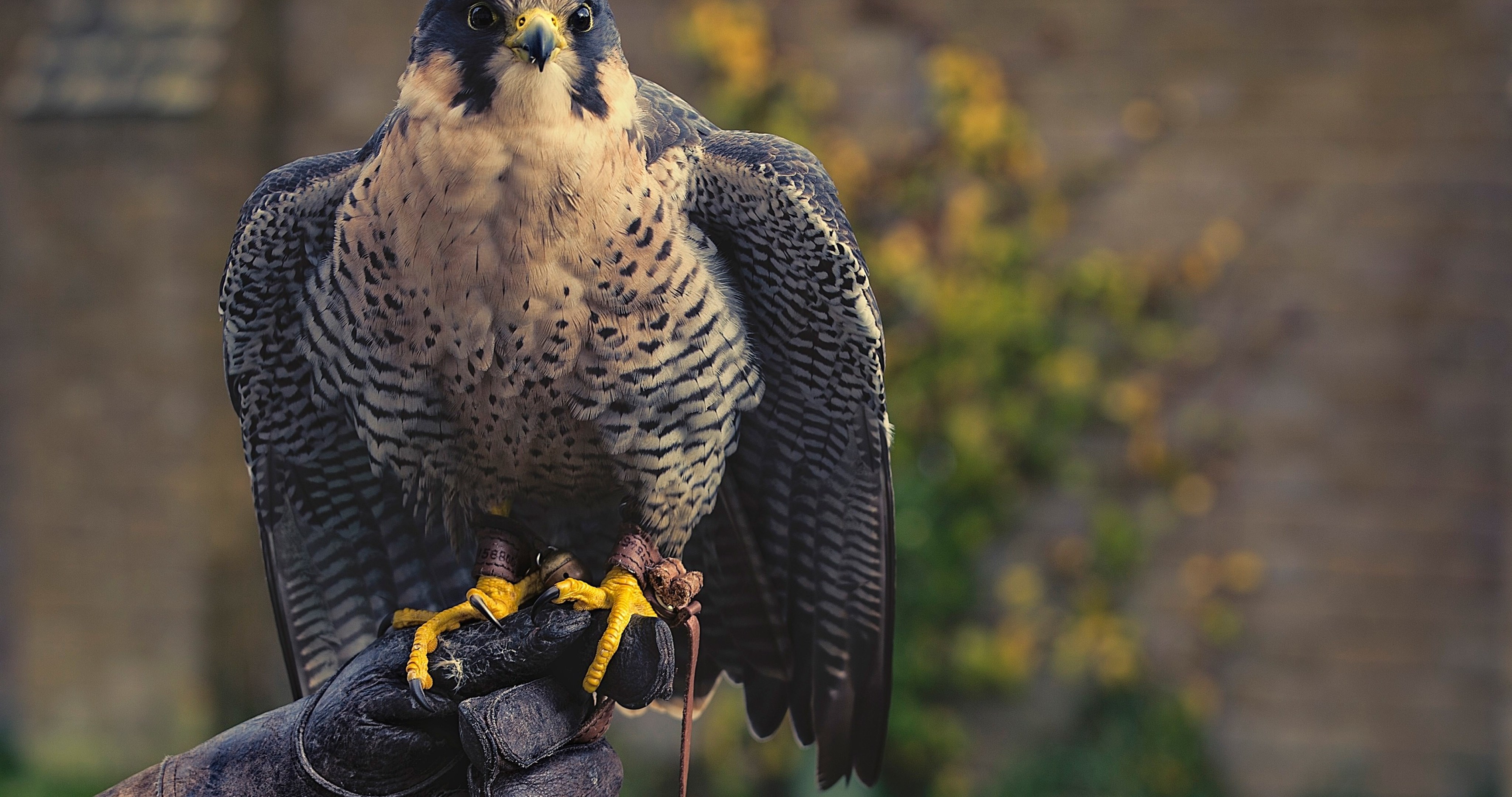 Peregrine Falcon Wallpaper Hd - Predators Vs Cute Animals , HD Wallpaper & Backgrounds