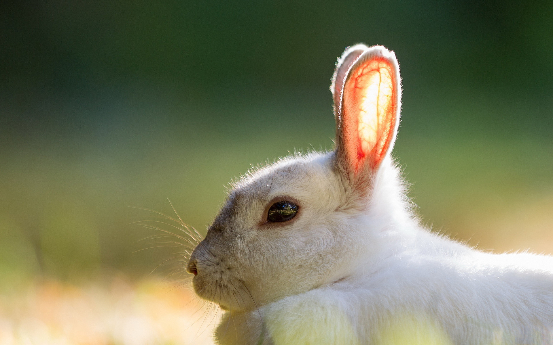 Wallpaper Rabbit, Summer, Background - Rabbit Cubs White , HD Wallpaper & Backgrounds