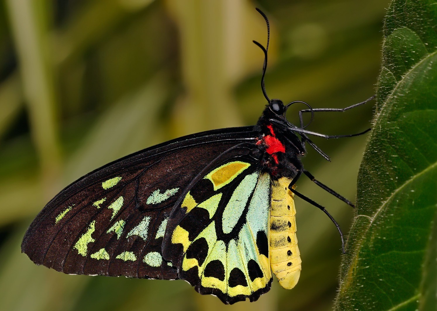 Animal Fauna Colorida Natureza Borboleta Flora Inseto - Queen Alexandra's Birdwing Butterfly , HD Wallpaper & Backgrounds