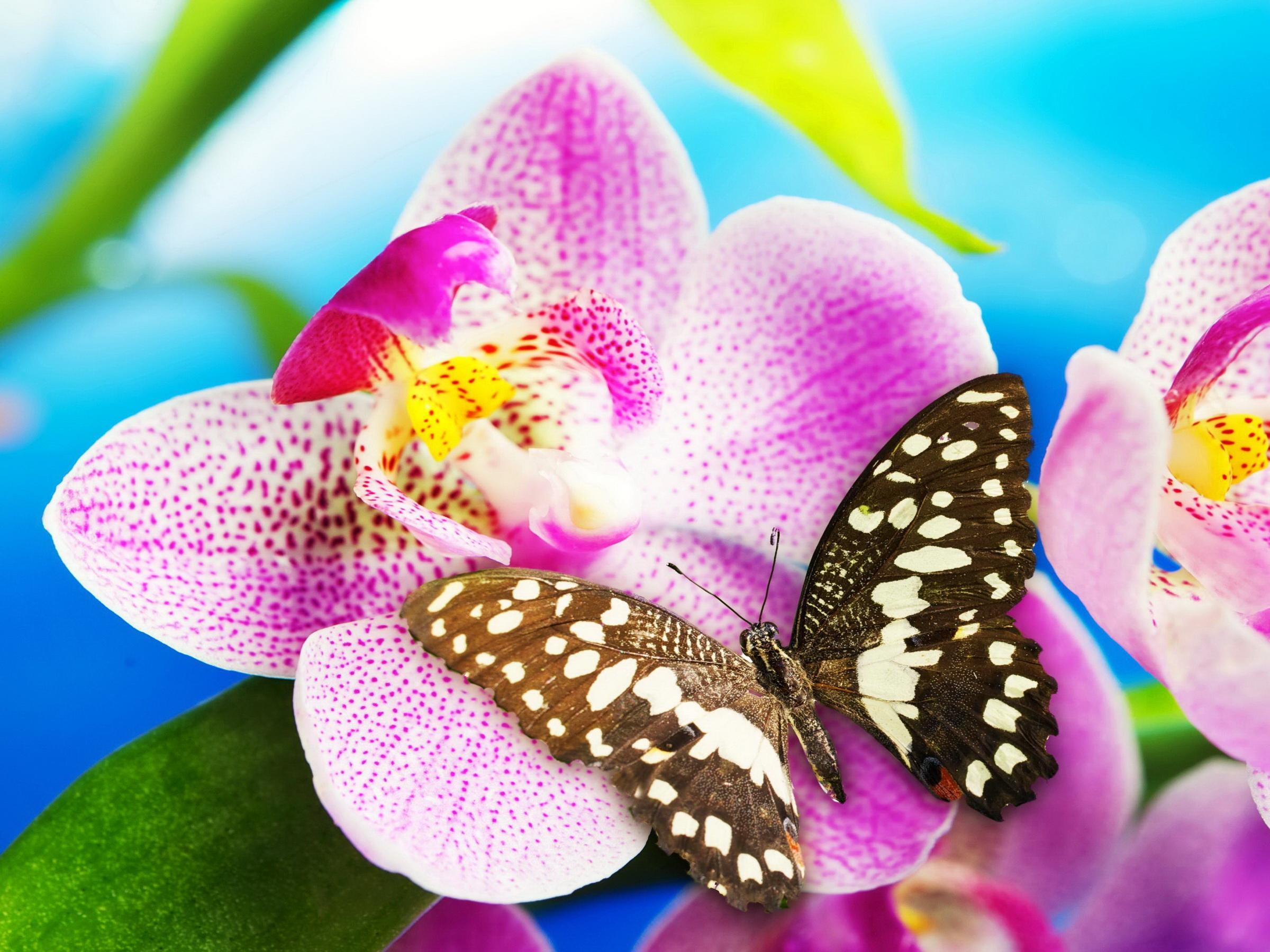 Uma Borboleta Na Orquídea - Good Morning Have A Nice Day Gif Gods , HD Wallpaper & Backgrounds