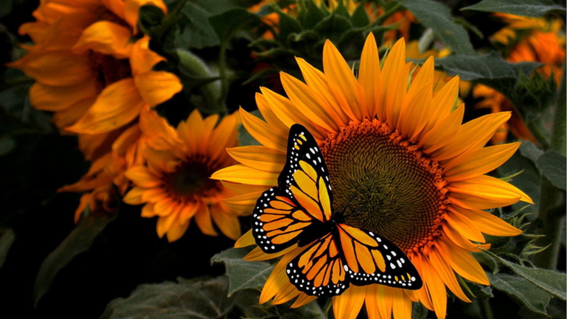 Girassol Borboleta 1920×1080 Wallpaper Wp60024 - Sunflower Butterfly