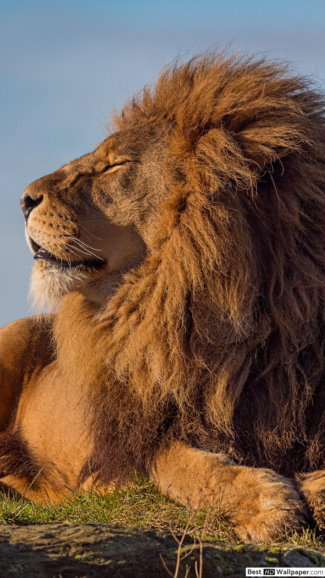 Apple Iphone 7 Plus, - Lion King Of The Jungle , HD Wallpaper & Backgrounds