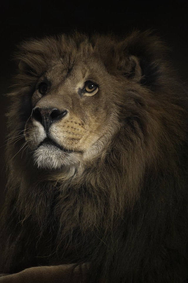 Lion Wallpaper Full Hd 1080p , HD Wallpaper & Backgrounds