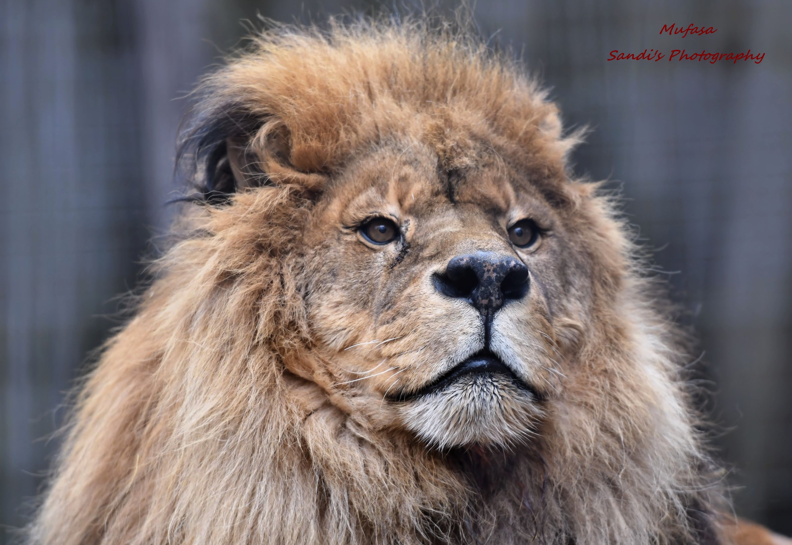 Mufasa - Masai Lion , HD Wallpaper & Backgrounds