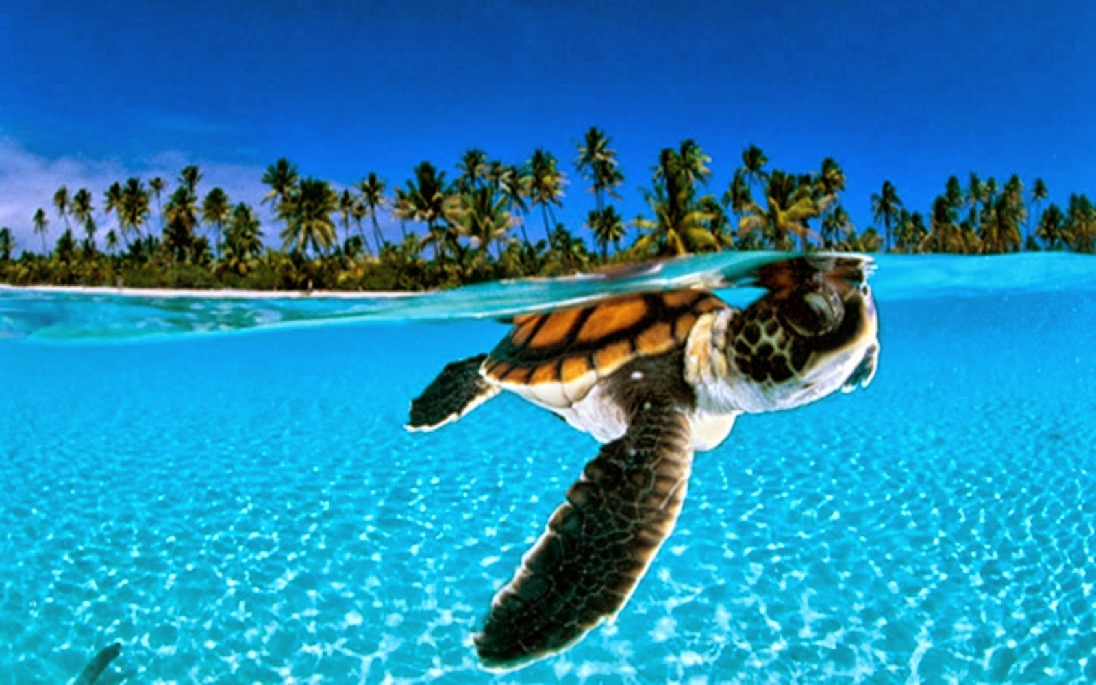 Turtle Under Sea Water Chilling Hd Wallpaper To - Hd Wallpapers Under The Sea , HD Wallpaper & Backgrounds