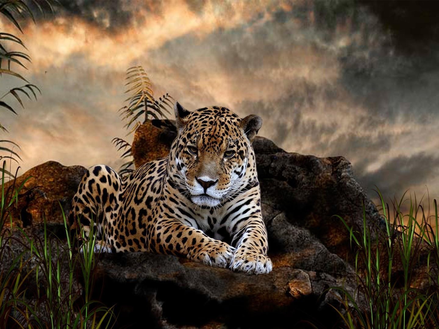 Jaguar In The Wild - Schöne Hintergrundbilder In Hd , HD Wallpaper & Backgrounds