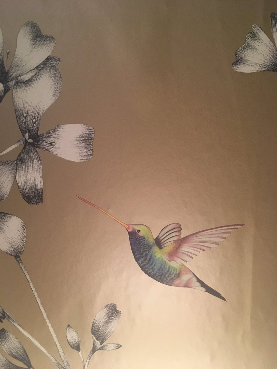 Sarah Montague On Twitter - Ruby-throated Hummingbird , HD Wallpaper & Backgrounds