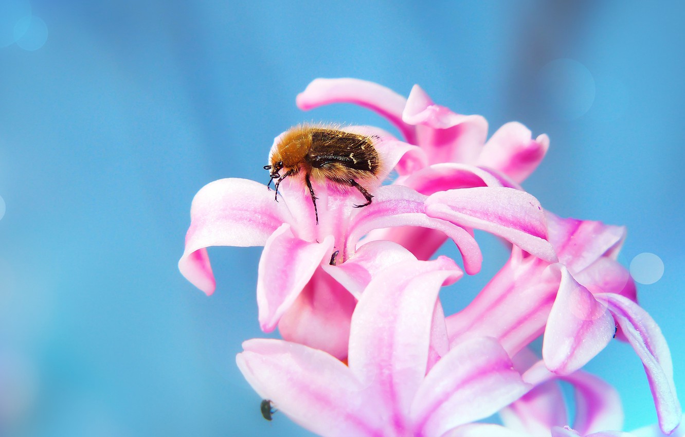 Photo Wallpaper Macro, Flowers, Background, Blue, Beetle, - Honeybee , HD Wallpaper & Backgrounds