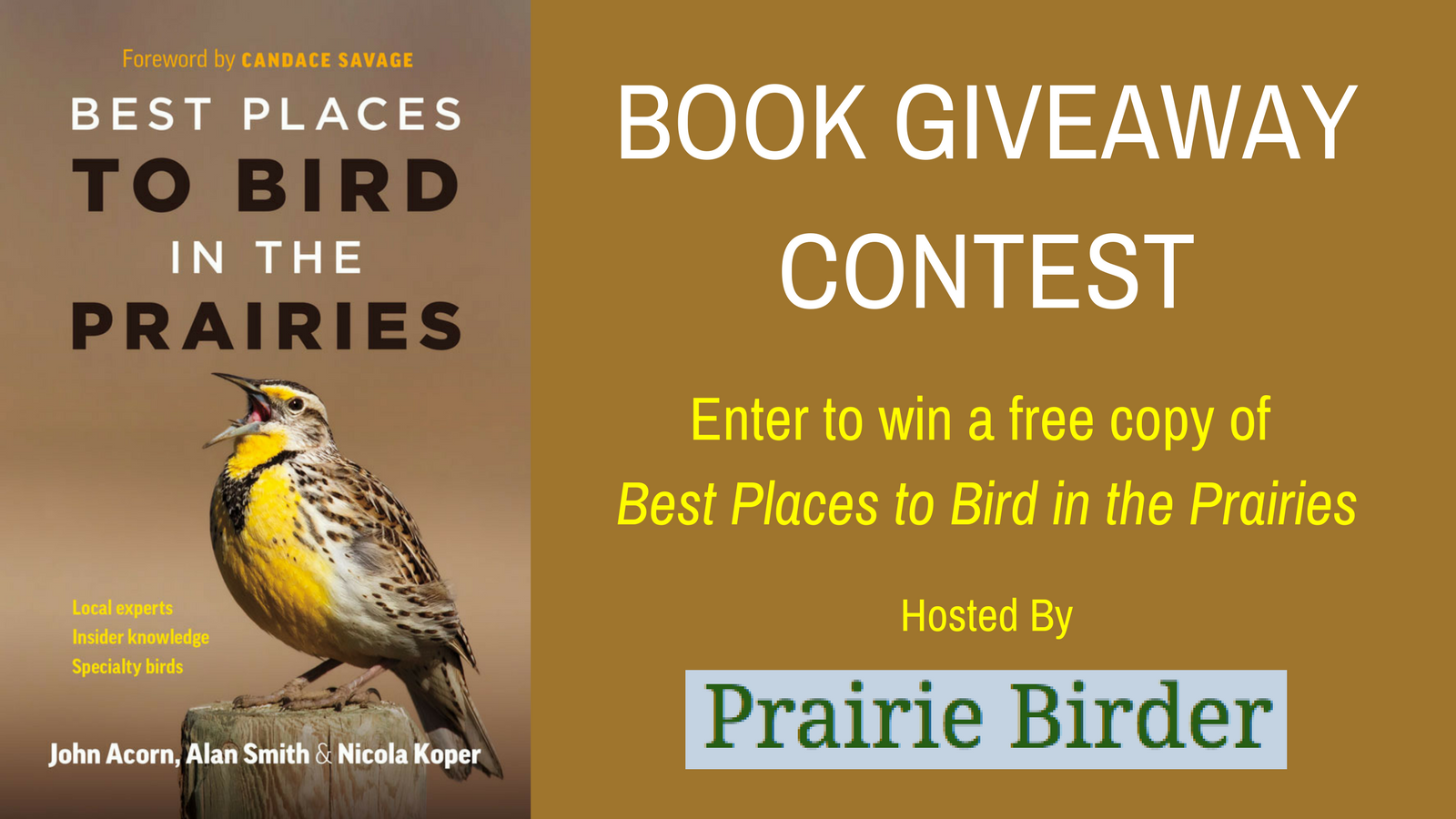 “best Places To Bird In The Prairies” Giveaways - Eastern Meadowlark , HD Wallpaper & Backgrounds