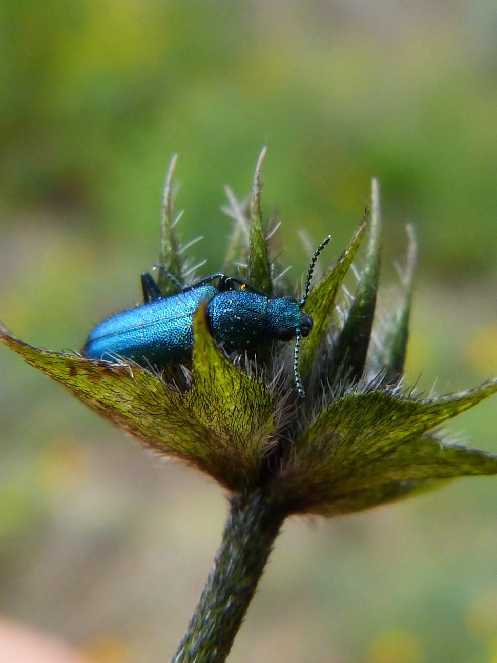 Blue Beetle Bug - Beetle , HD Wallpaper & Backgrounds