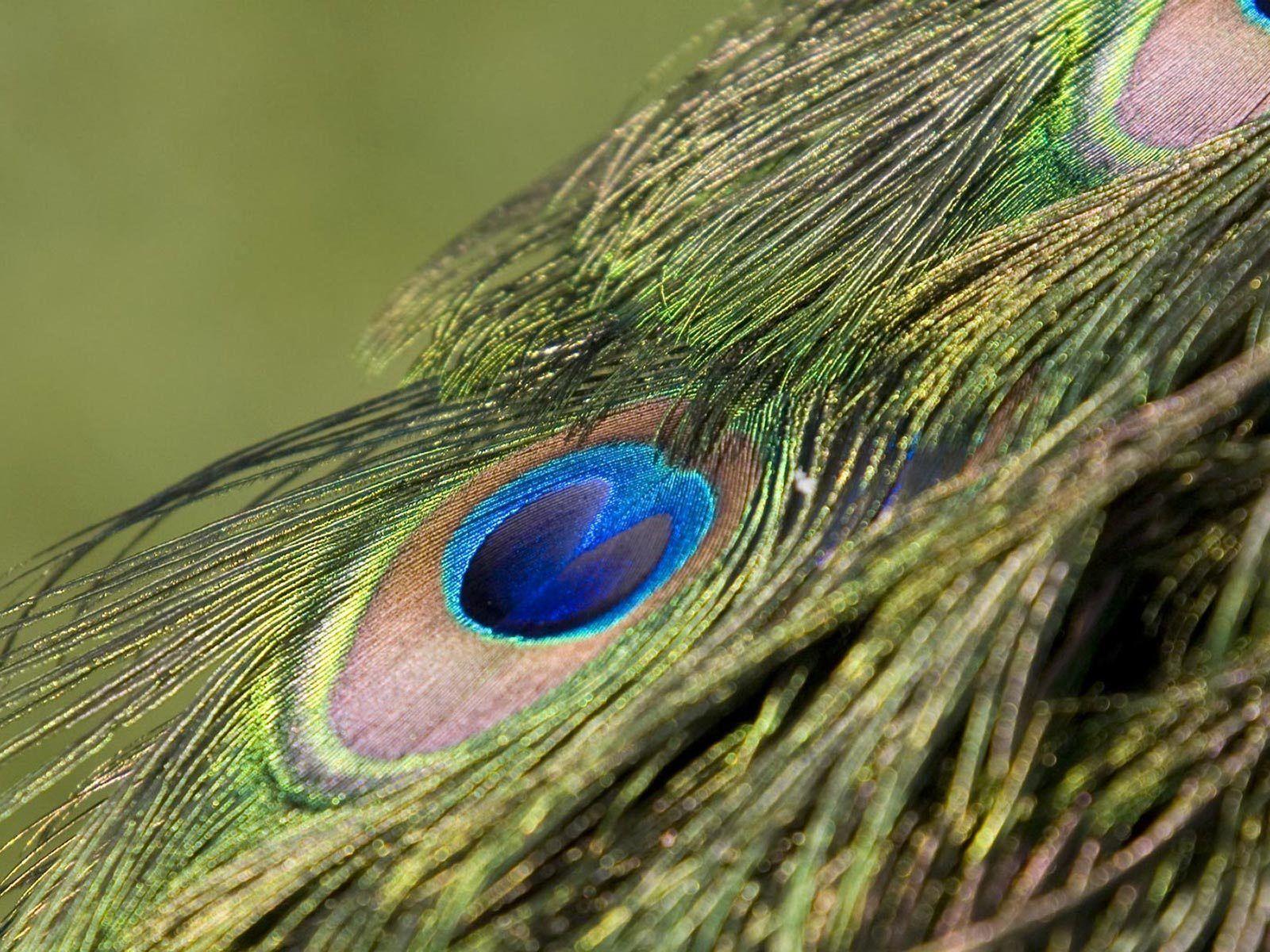 Peafowl , HD Wallpaper & Backgrounds