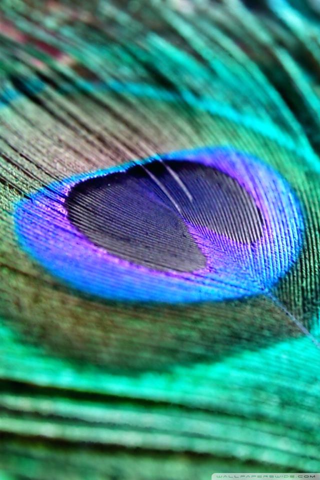 Wallpaper - Hd Wallpapers Of Peacock Feathers , HD Wallpaper & Backgrounds