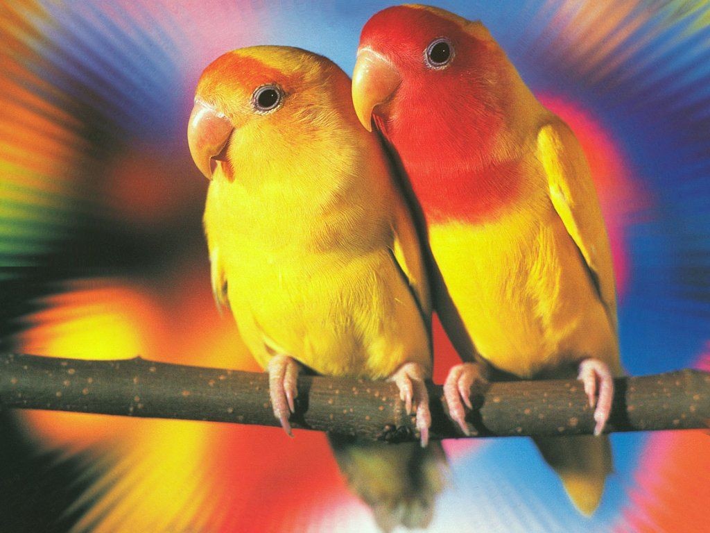 Tuba - Love Birds , HD Wallpaper & Backgrounds