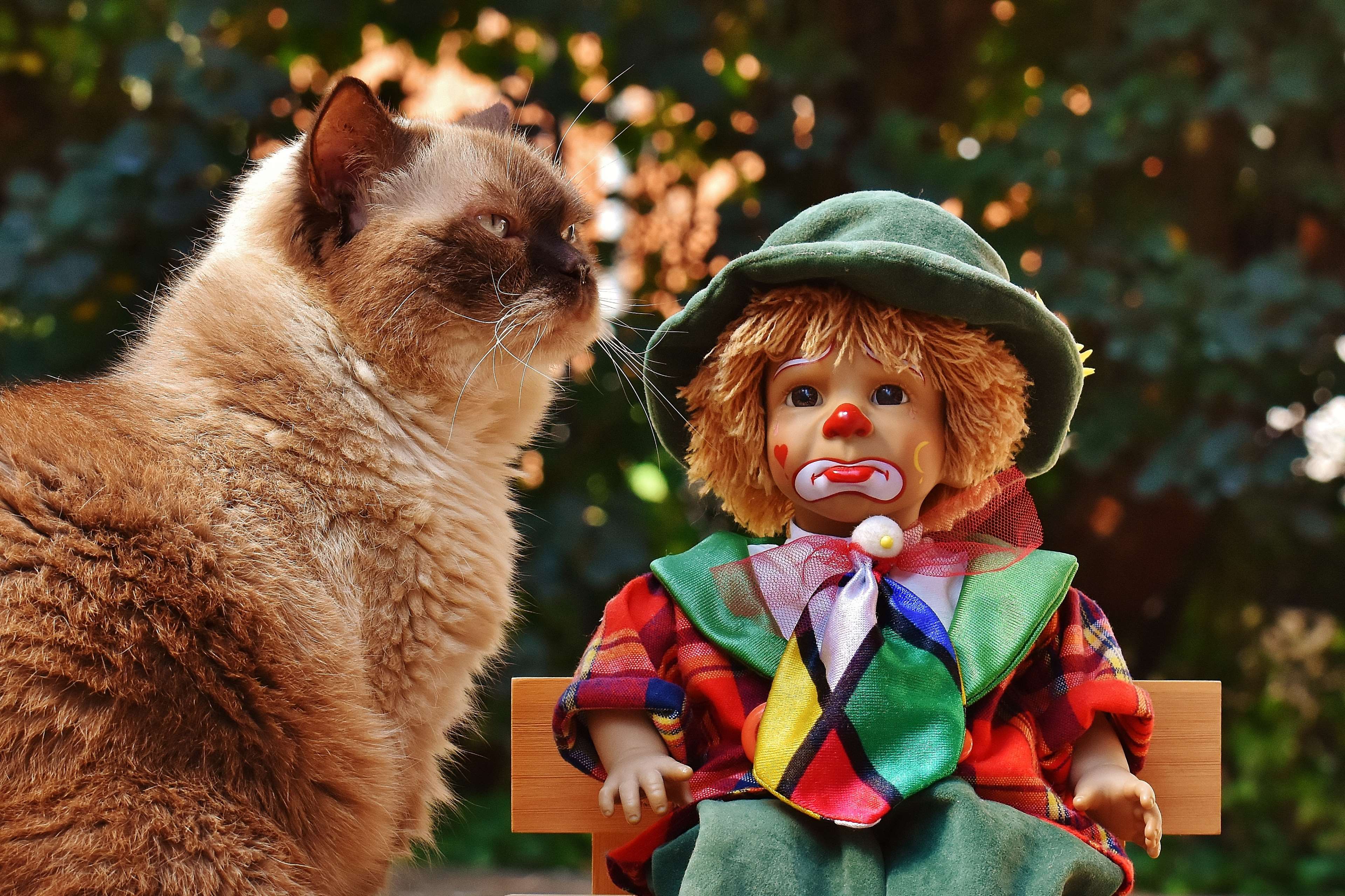 Bank, British Shorthair, Cat, Children, Clown, Colorful, - Clown And Cat , HD Wallpaper & Backgrounds