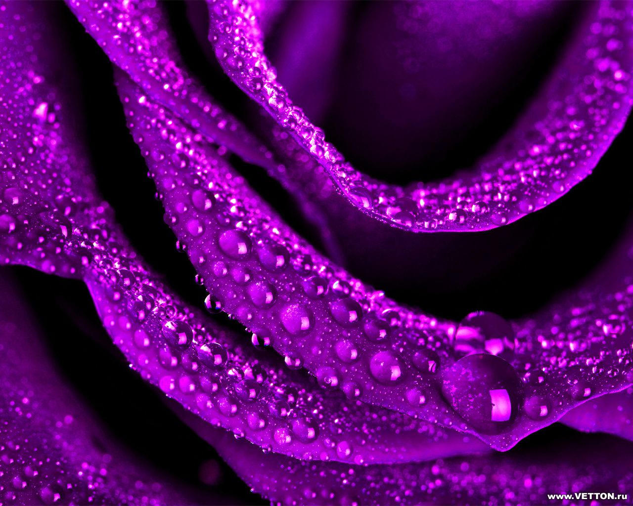 Estás Aquí Inicio » Flores » Rosa Violeta - Rose Image Full Hd , HD Wallpaper & Backgrounds