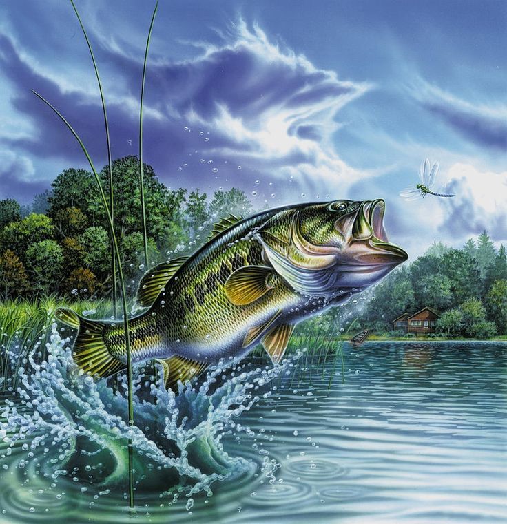 Bass Fish Wallpaper Hd - Bass Fishing Backgrounds , HD Wallpaper & Backgrounds