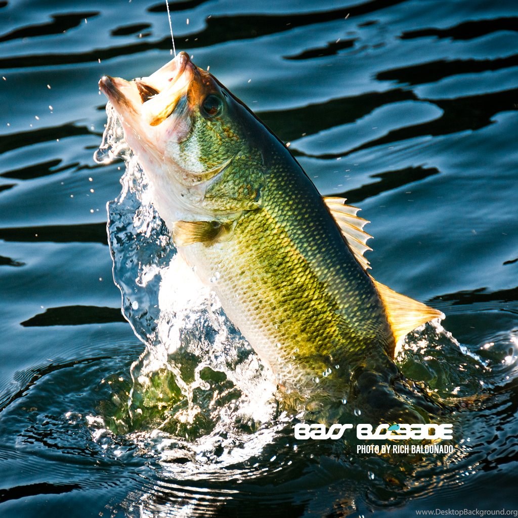 Cool Fishing Wallpapers - Cool Pictures Of Bass Fish , HD Wallpaper & Backgrounds