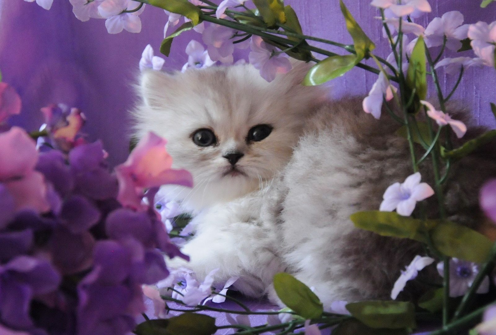 Nice Kitty Pleasant Flowers Cute Sweet Pretty White - Kitten , HD Wallpaper & Backgrounds