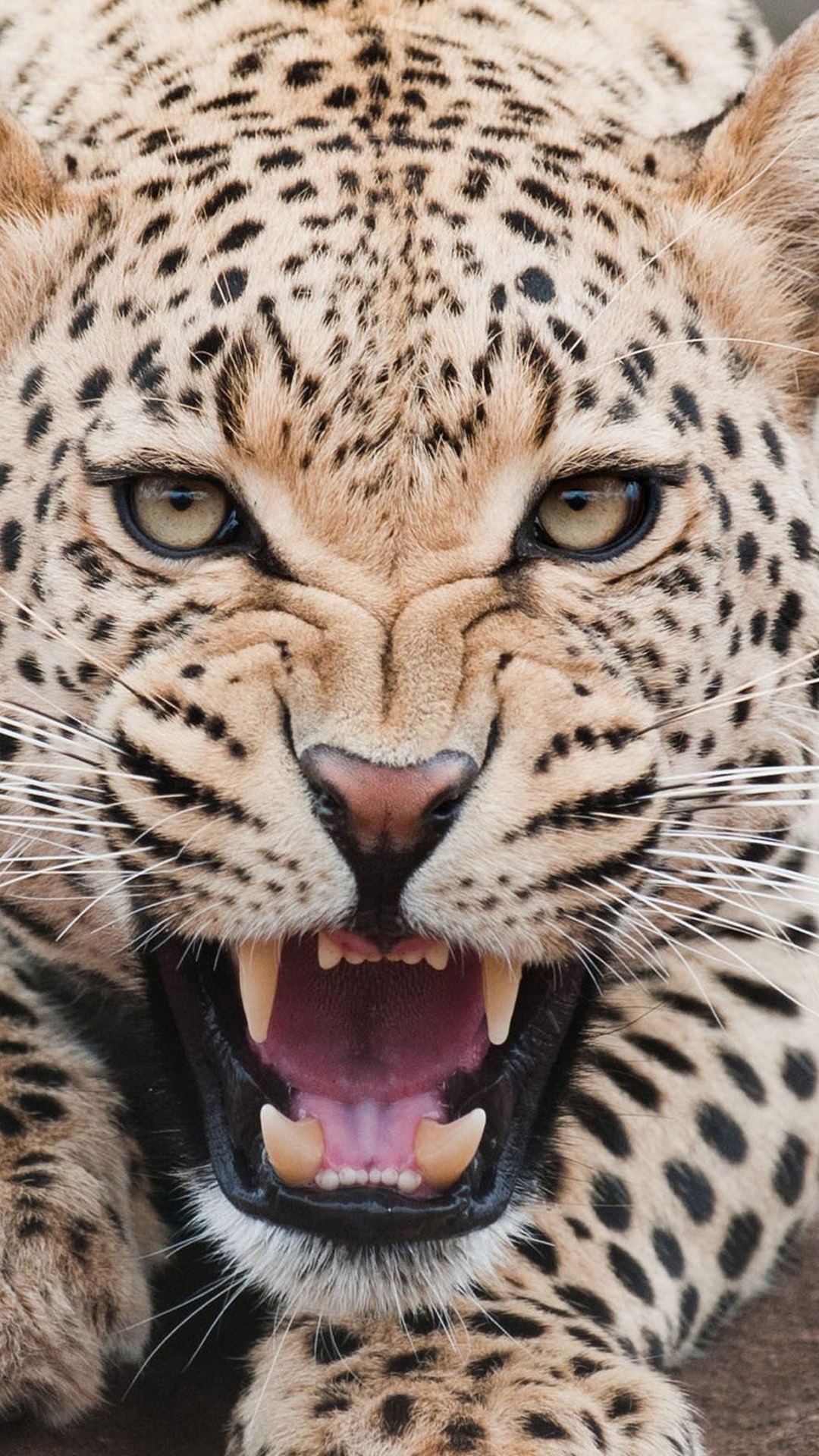 Fierce Shouting Panthera Pardus Macro Face Iphone Wallpaper - Hd Wallpapers Animals 1080p , HD Wallpaper & Backgrounds