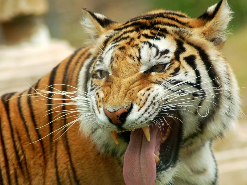 Fierce Animal Wallpapers - Tiger With His Tongue Out , HD Wallpaper & Backgrounds