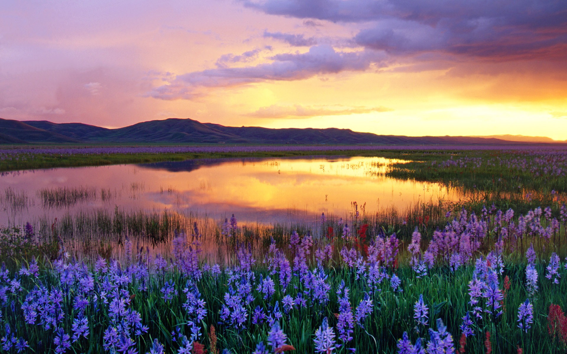 Camas Prairie Wallpaper Landscape Nature Wallpapers - High Resolution Flower Fields , HD Wallpaper & Backgrounds