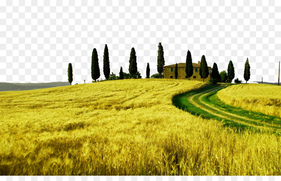 Tuscany, Landscape, Landscape Photography, Computer - Italy Field , HD Wallpaper & Backgrounds