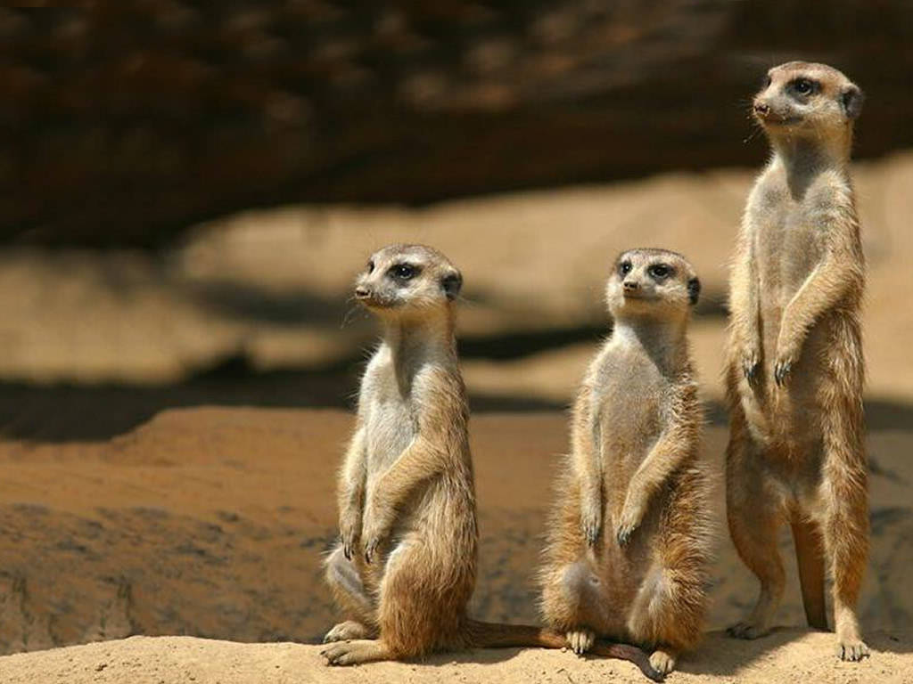 Prairie Dog Wallpapers - Funny Happy Birthday With Animals , HD Wallpaper & Backgrounds