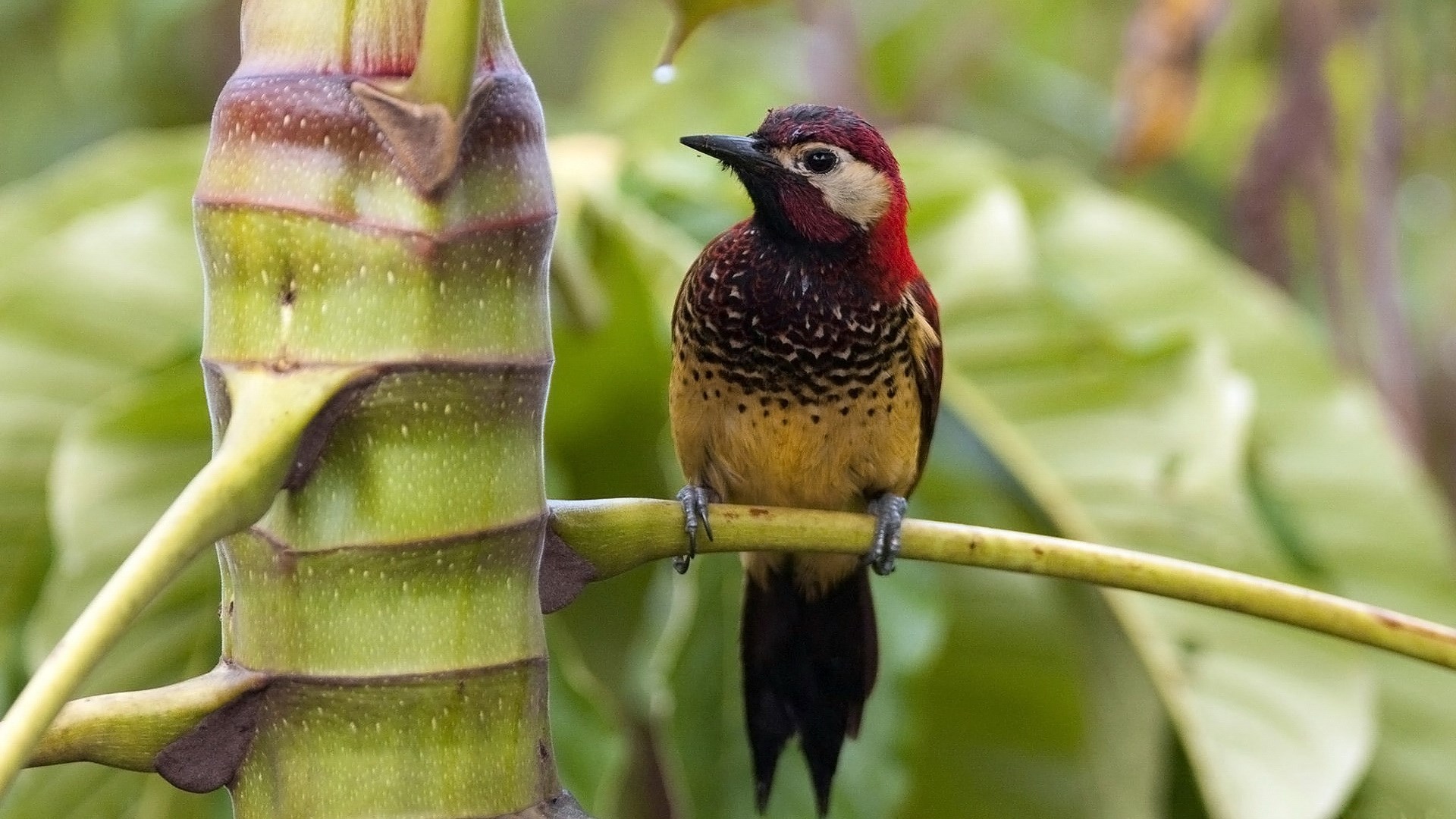 Wallpaper Desktop Woodpecker Jpg 386 Kb - Bird In Jungle , HD Wallpaper & Backgrounds