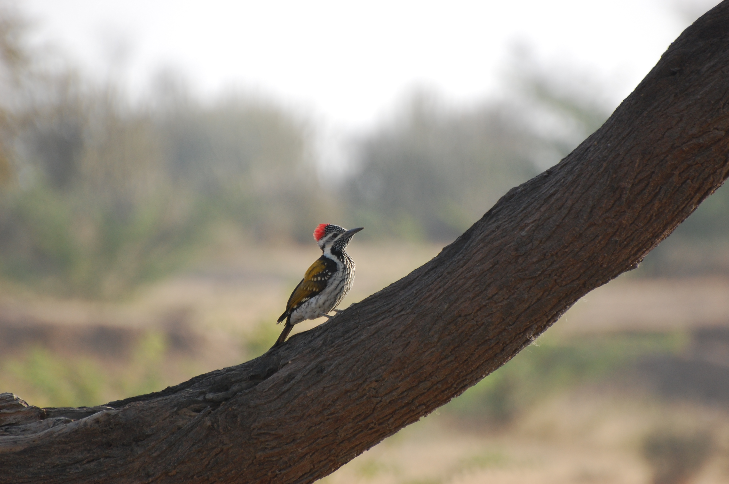Woody-woodpecker - Leuconotopicus , HD Wallpaper & Backgrounds