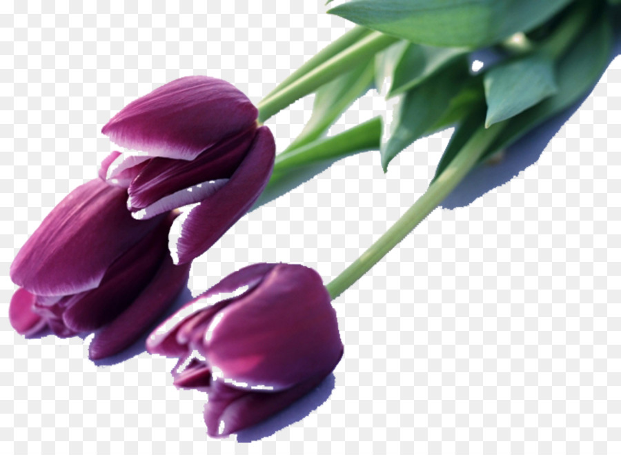 Indira Gandhi Memorial Tulip Garden, Tulip Mania, Tulip, - Happy Birthday Hungarian , HD Wallpaper & Backgrounds