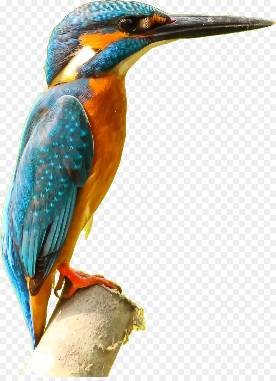 Bird, Kingfisher, Desktop Wallpaper, Wildlife Png - Transparent Kingfisher Png , HD Wallpaper & Backgrounds
