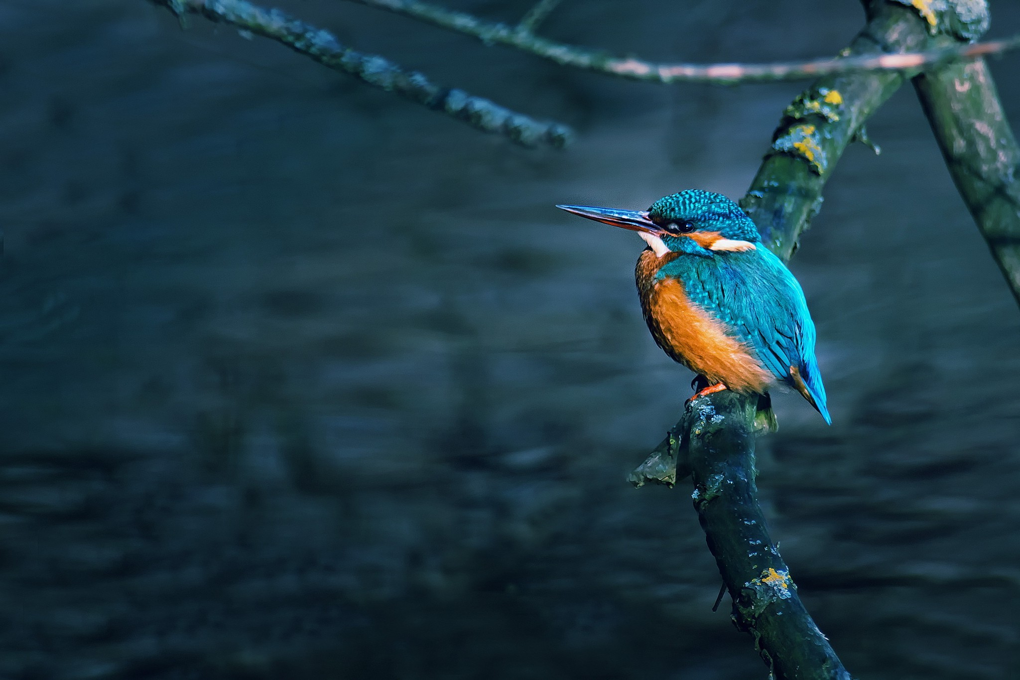 Branch Water Birds Kingfisher Wallpaper And Background - Common Kingfisher , HD Wallpaper & Backgrounds