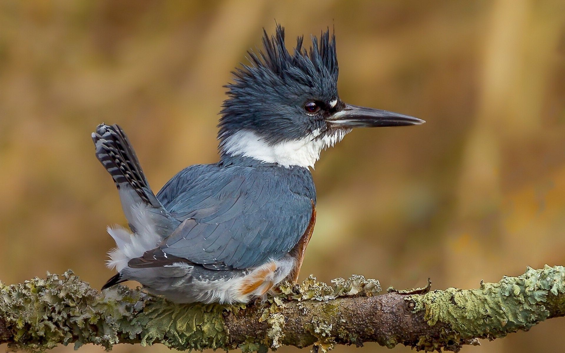 Belted Kingfisher , HD Wallpaper & Backgrounds
