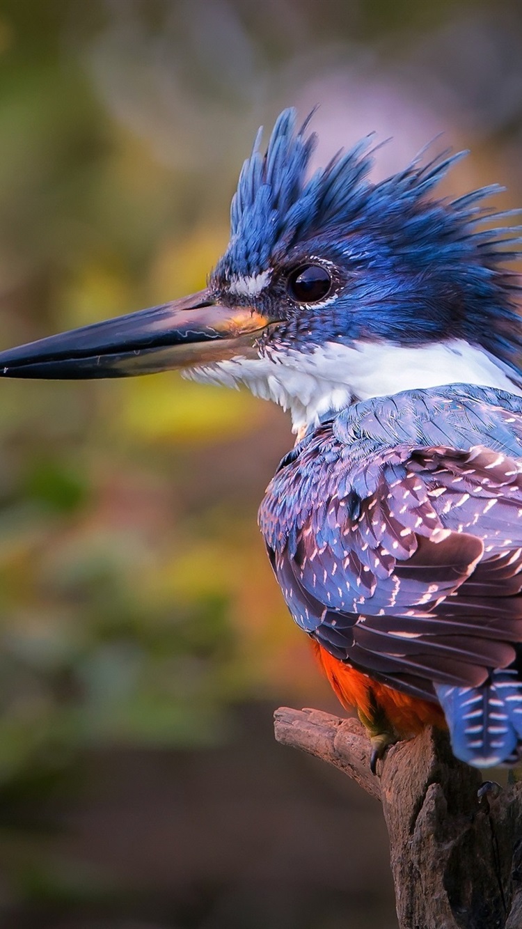 Kingfisher Images Hd , HD Wallpaper & Backgrounds