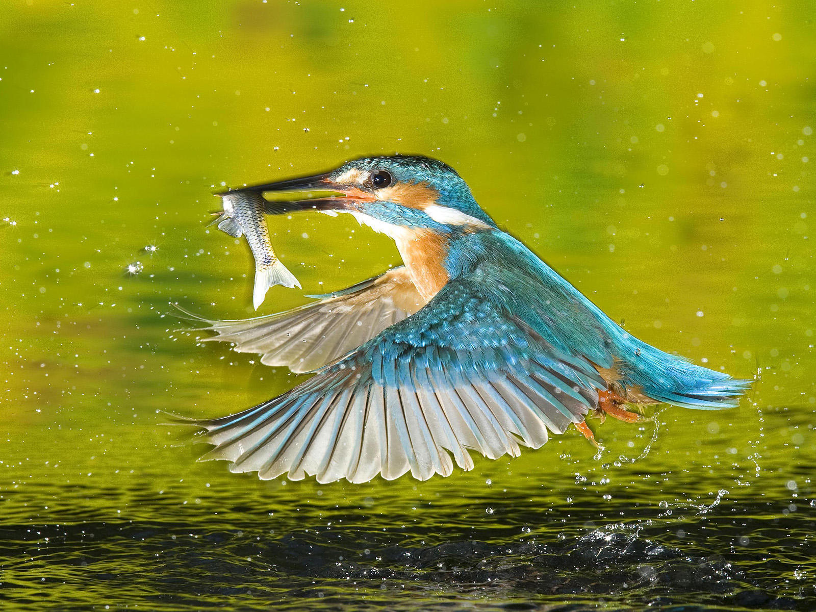 Kingfisher Hunting Fish Awesome Hd New Wallpaper - Wild Life Photos Birds , HD Wallpaper & Backgrounds
