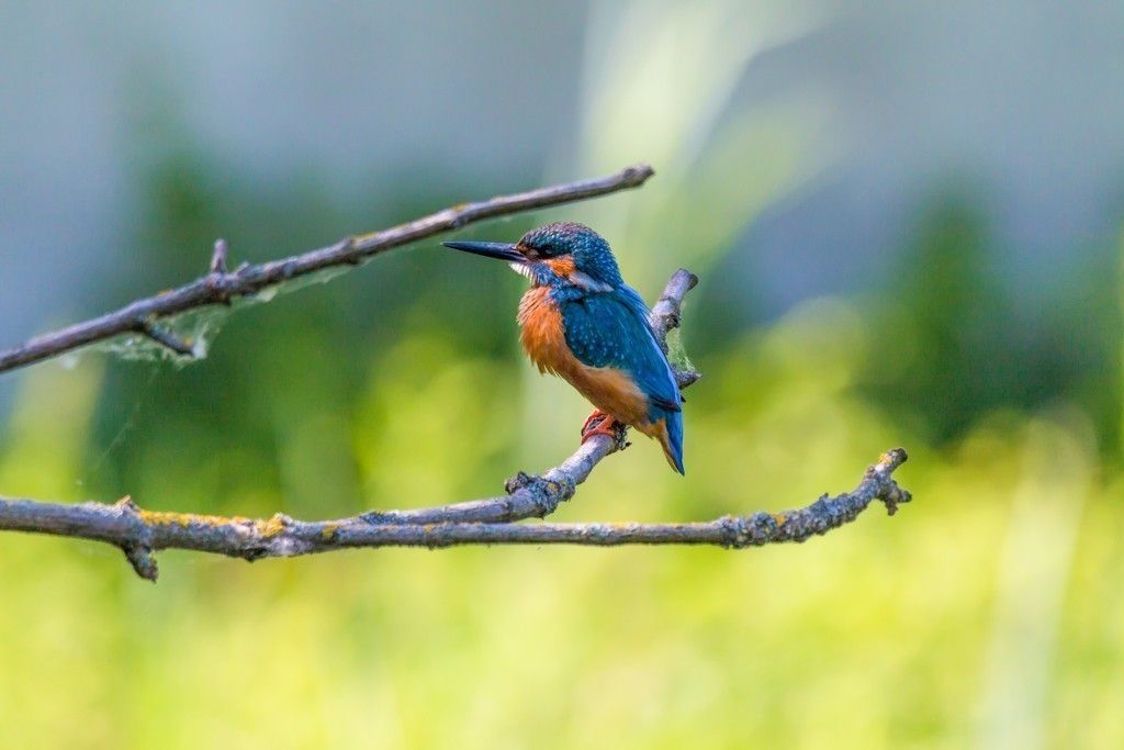 Colored Bird Kingfisher Wallpaper Birds New - Nature Beautiful Animal Photography , HD Wallpaper & Backgrounds