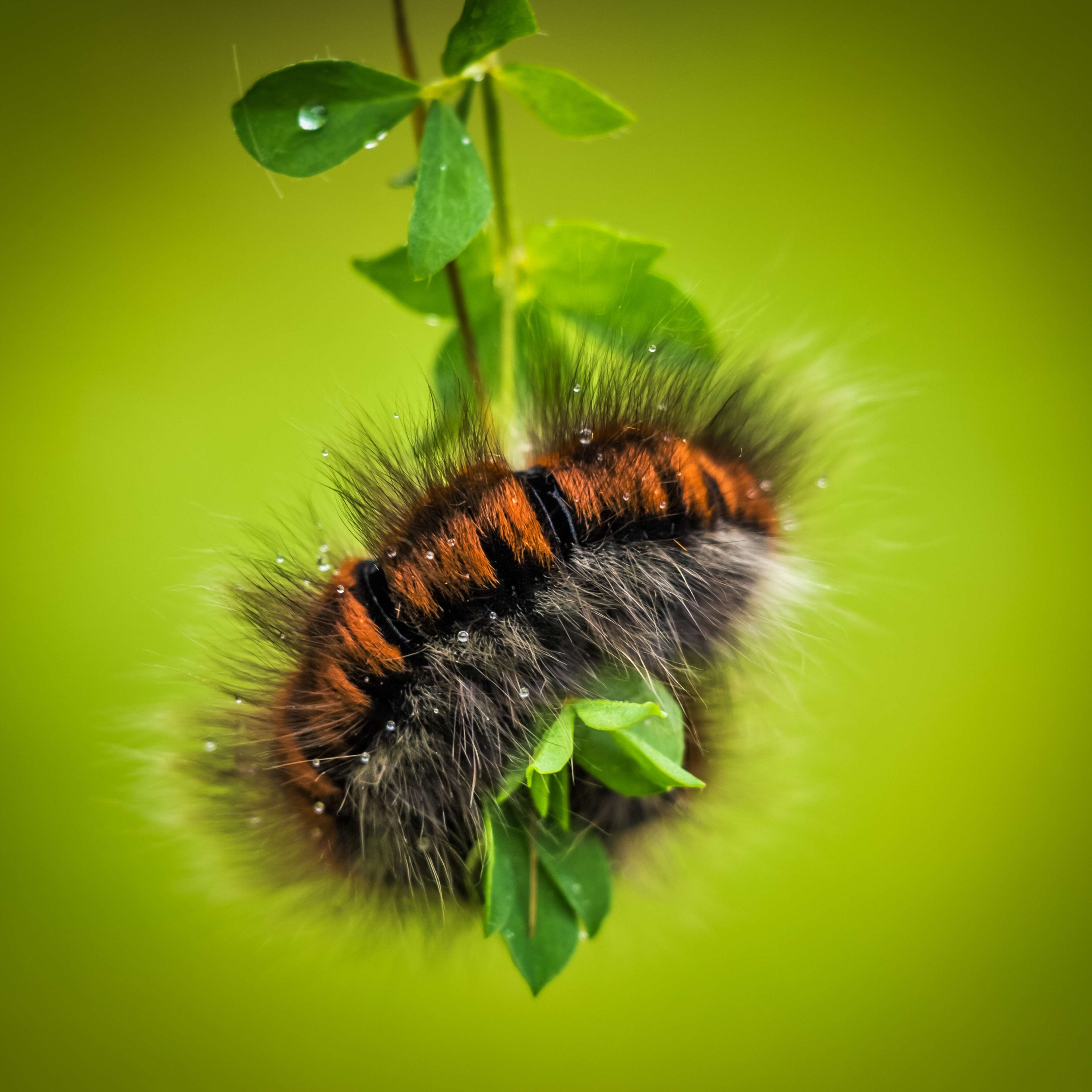 Animal, Caterpillar, Fauna, Larva, Nature 4k Wallpaper - All Types Of Insect , HD Wallpaper & Backgrounds