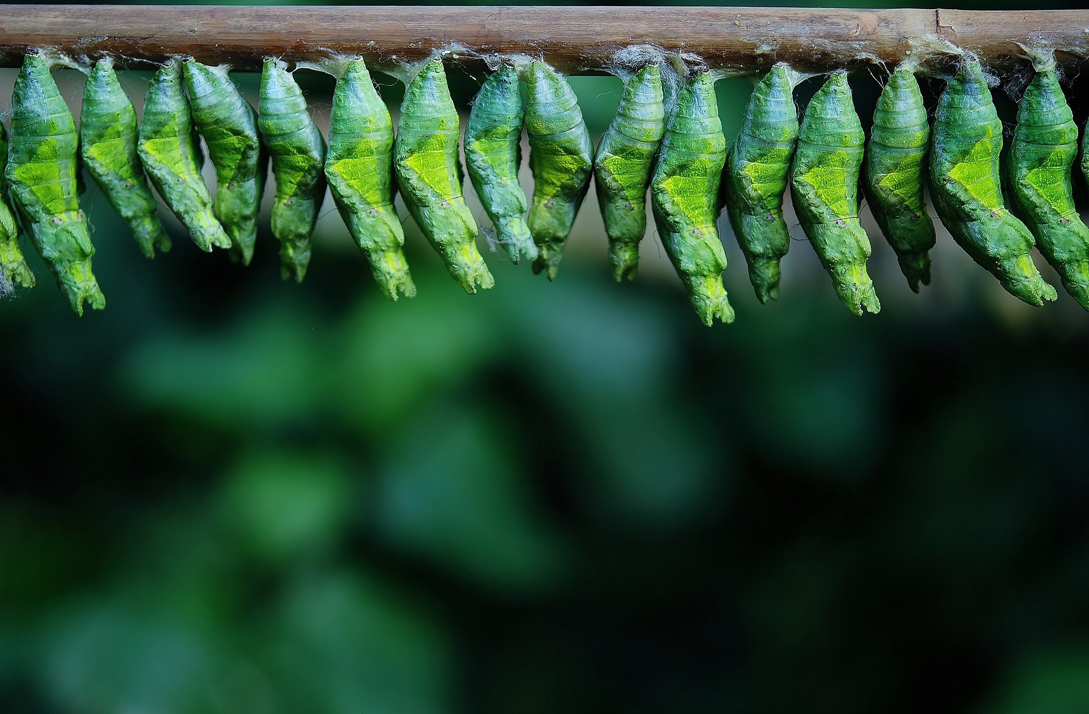 #3812x2500 #cocoon #cocoon Butterfly #larva #larvae - Hardwork Is The Key To Success , HD Wallpaper & Backgrounds
