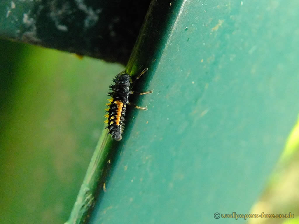 Strange Spike Backed Insect Larva - Caterpillar , HD Wallpaper & Backgrounds
