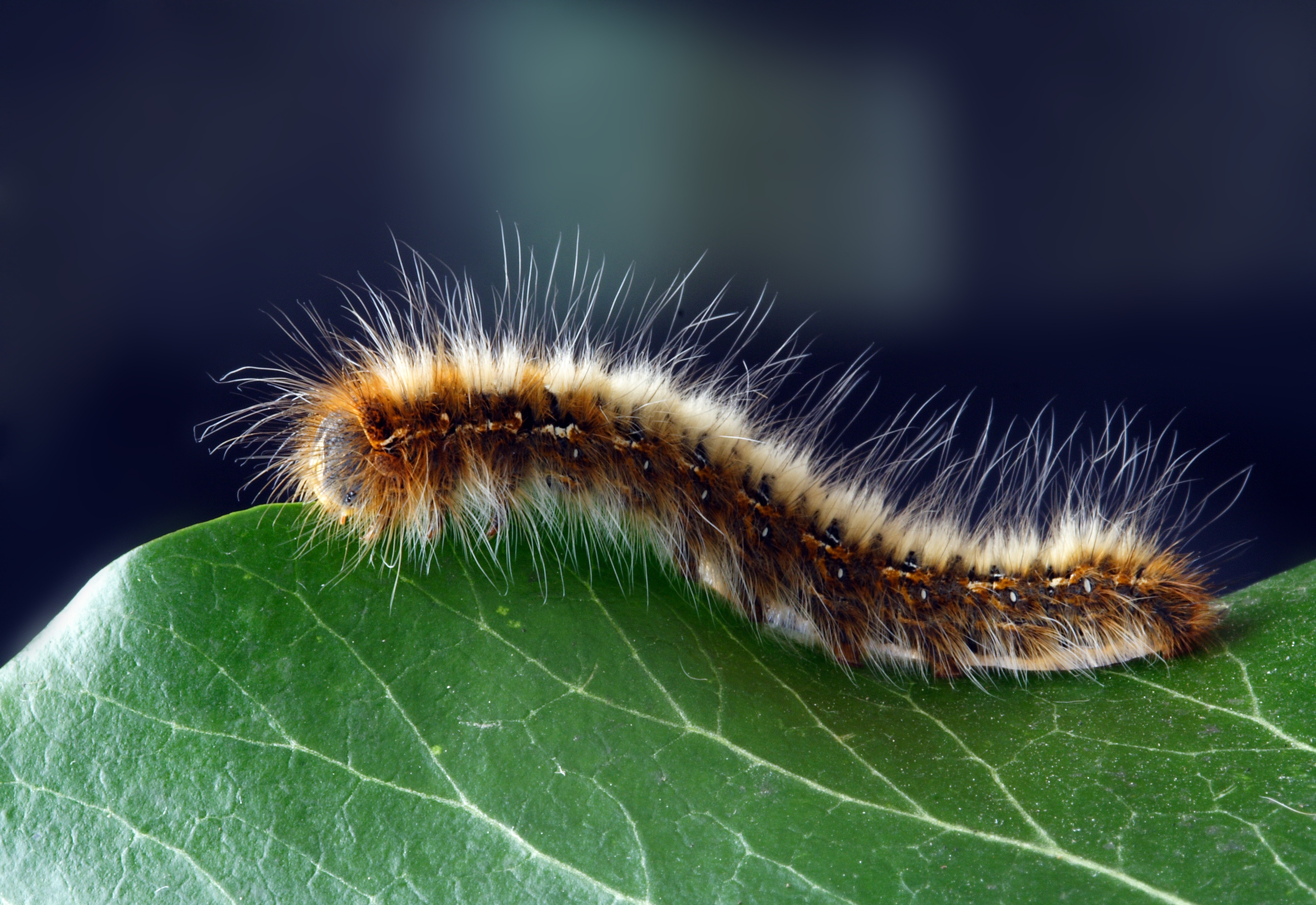 Download Original Image Online Crop - Caterpillar Insect , HD Wallpaper & Backgrounds