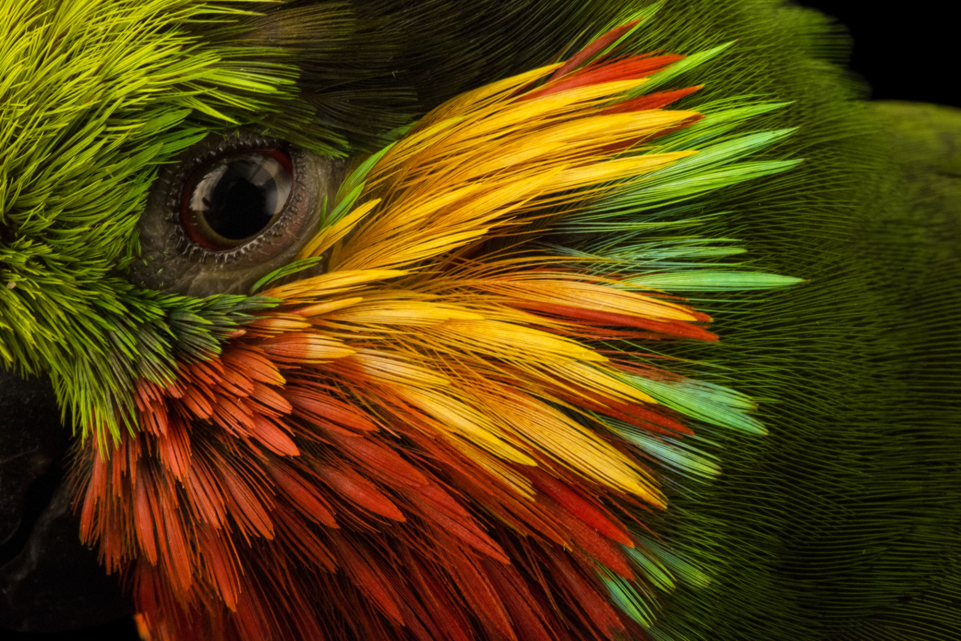 Edward's Fig Parrot At Loro Parque Fundacion - Animal Close Up Photography , HD Wallpaper & Backgrounds
