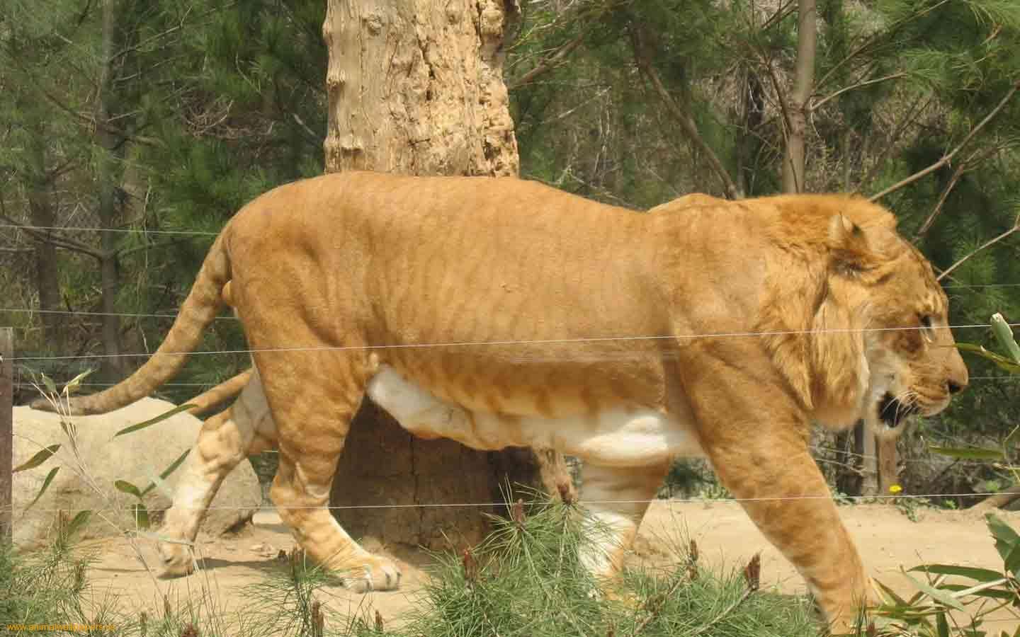 Download Wild Wallpaper, 'liger 2' - Liger Wallpaper Hd , HD Wallpaper & Backgrounds