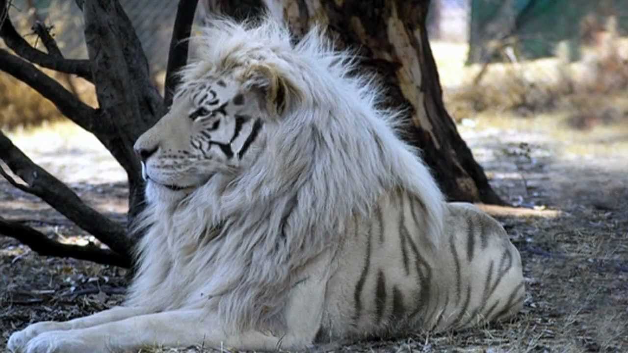 White Liger - White Tiger Lion Mix , HD Wallpaper & Backgrounds