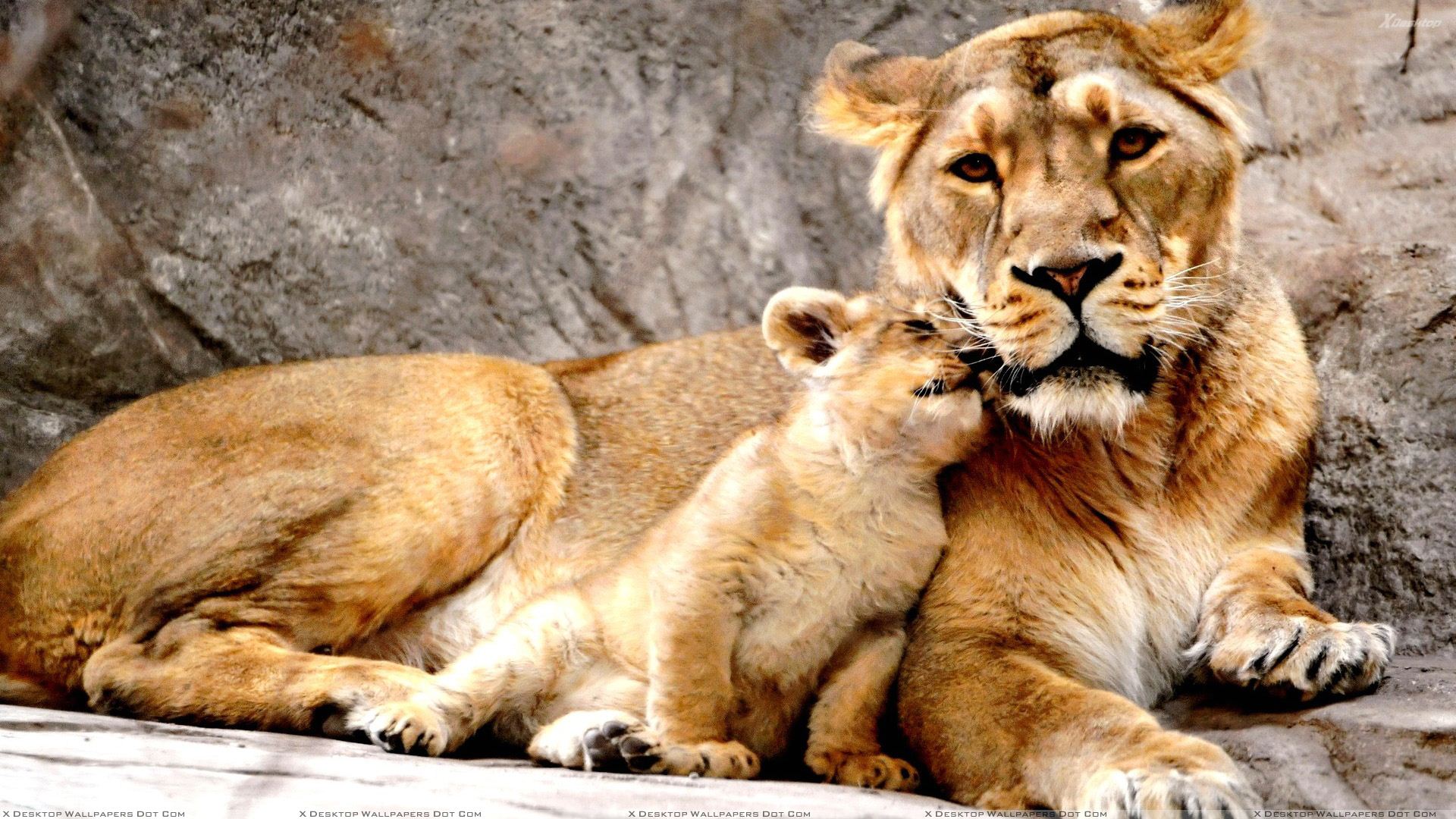 You Are Viewing Wallpaper - Happy Mothers Day Animal , HD Wallpaper & Backgrounds