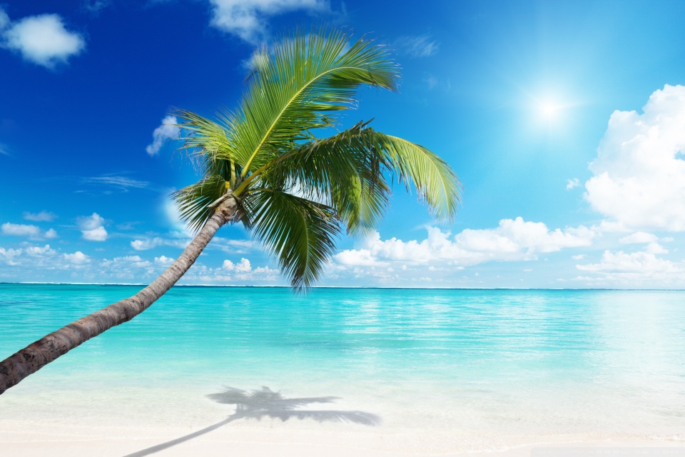 Mobile - Palm Tree Beach Background , HD Wallpaper & Backgrounds