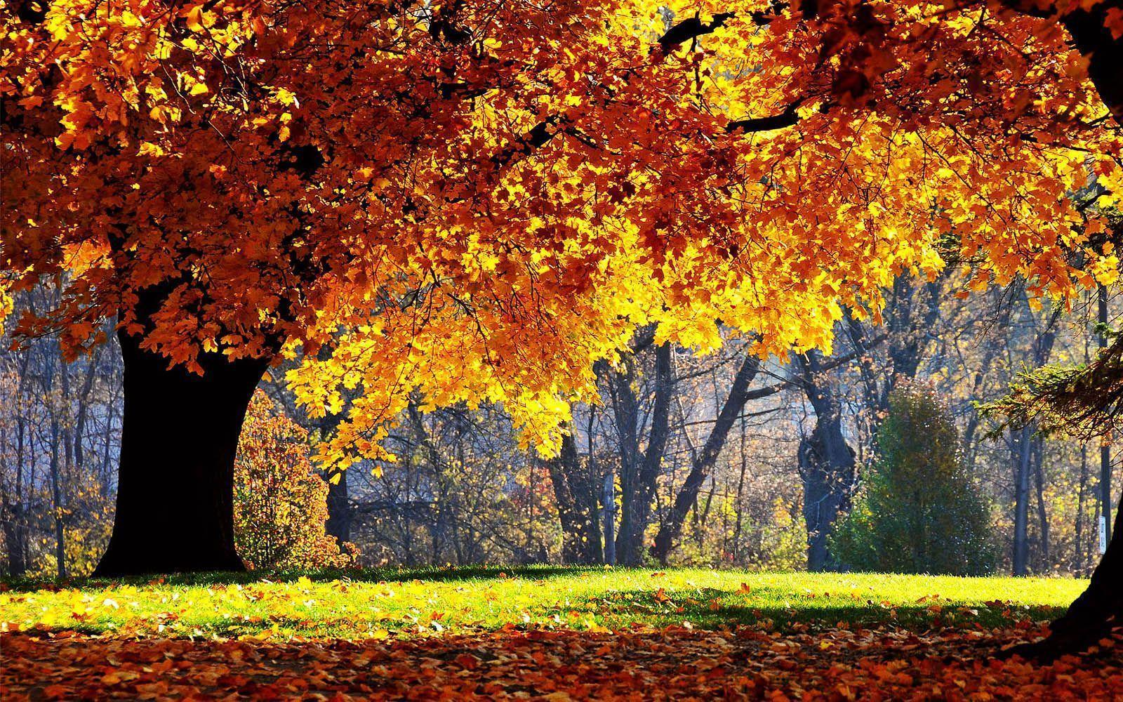 Beautiful Autumn Scenery Wallpapers - Beauty Of Nature In Morning , HD Wallpaper & Backgrounds